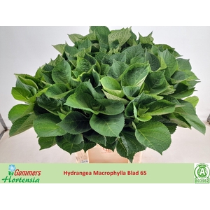 HYDR MACROPHYLL BLAD