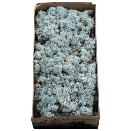 <h4>Ijslandmos (reindeer) Ijsblauw</h4>