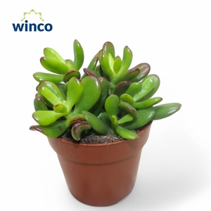 Crassula Convoluta