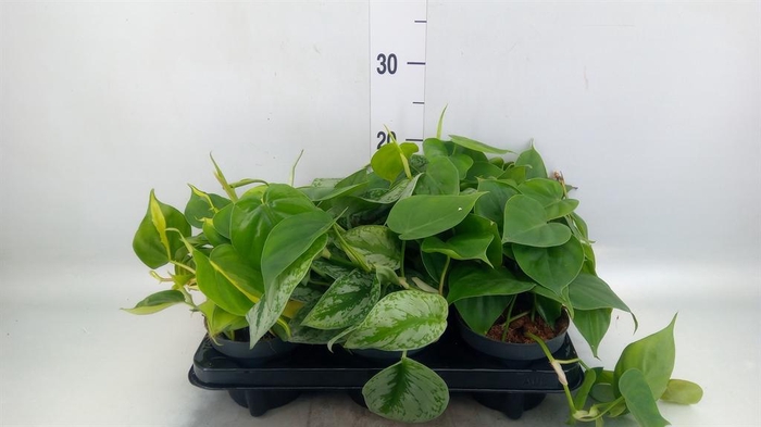 <h4>Epipremnum pinn.   ...mix</h4>