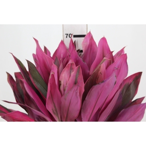 FOLHAGEM DRACENA PINK