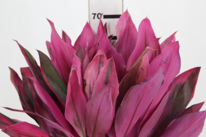 <h4>FOLHAGEM DRACENA PINK</h4>