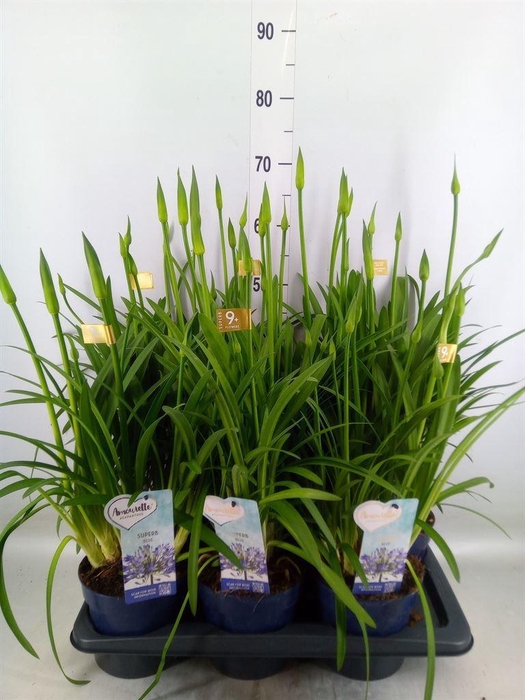 <h4>Agapanthus  'Amourette Superb'</h4>