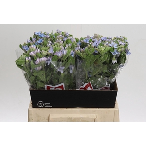 Oxypetalum Tweedia Blue