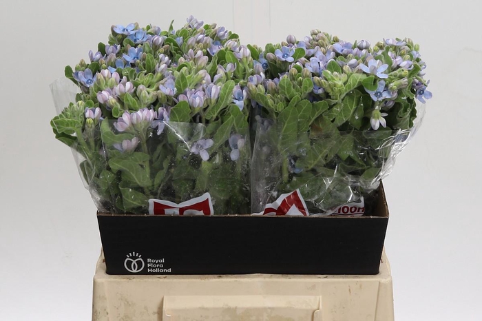 <h4>Oxypetalum Tweedia Blue</h4>