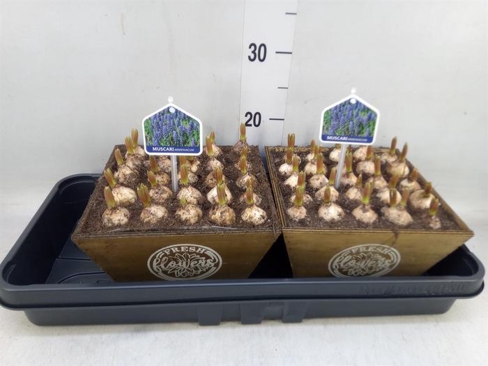 <h4>Arr.  Muscari L%</h4>