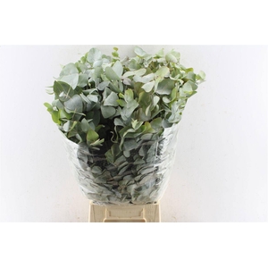 EUC CINEREA PER BOS