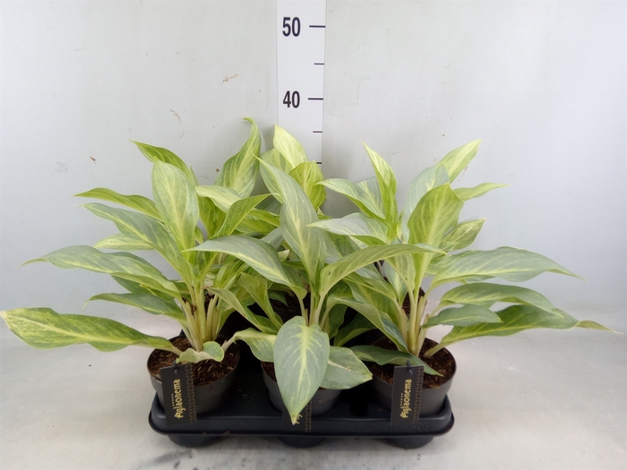 <h4>Aglaonema   ...</h4>