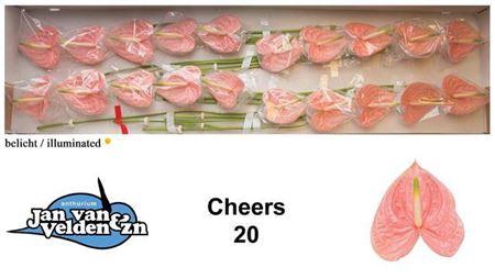 <h4>Anth A Cheers</h4>