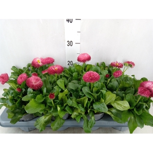 Bellis perennis 'Roggli Red'