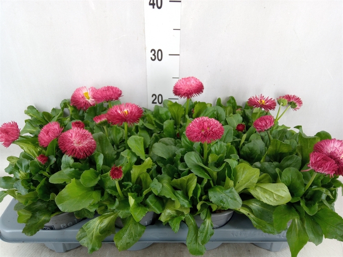 Bellis perennis 'Roggli Red'