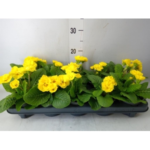 Primula ac. 'Queen'   ...mix