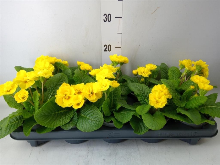 <h4>Primula ac. 'Queen' ...mix</h4>