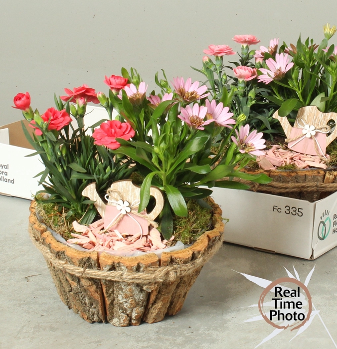 <h4>ARR TUINPLANTEN</h4>