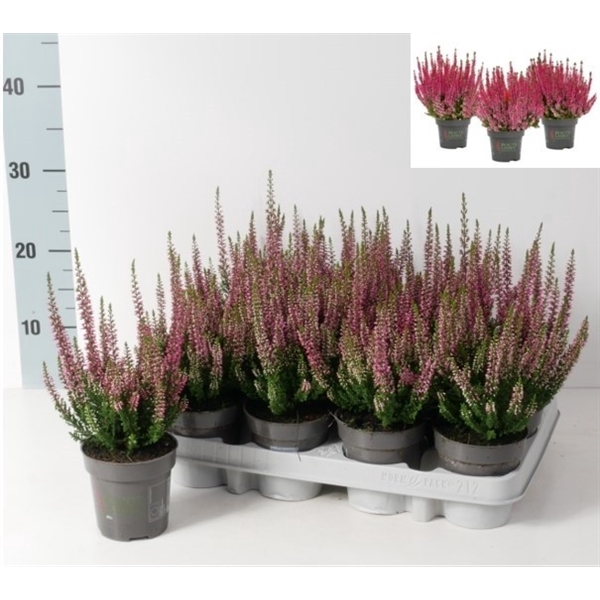 Calluna vulgaris Beauty Ladies mix P9.5