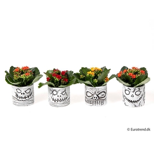 KALANCHOE BLOSSF P6 E 4733