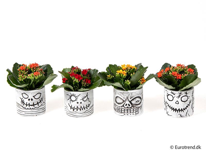 <h4>KALANCHOE BLOSSF P6 E 4733</h4>