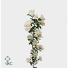 Philadelphus Virgin