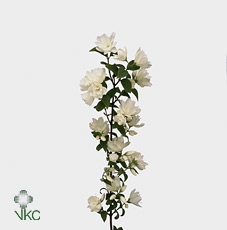 Philadelphus Virgin