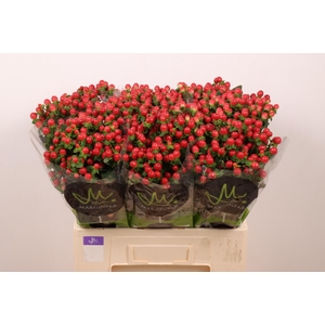 HYP TOMATO FLAIR