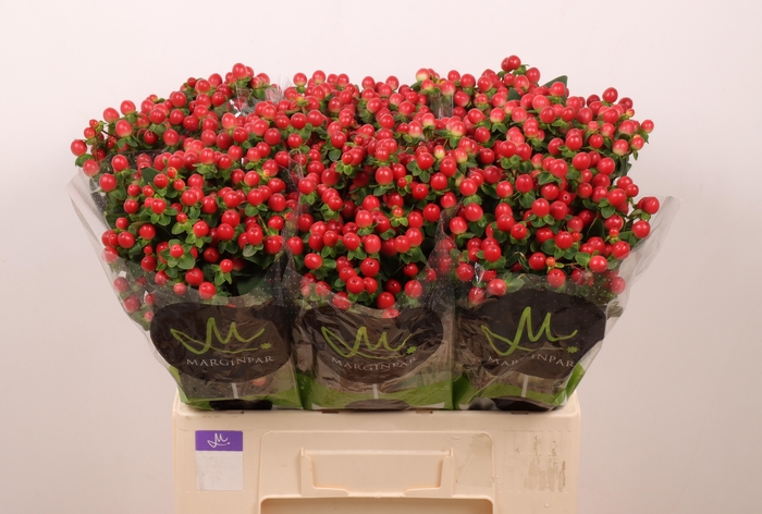 <h4>HYP TOMATO FLAIR</h4>
