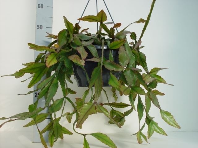 Rhipsalis elliptica