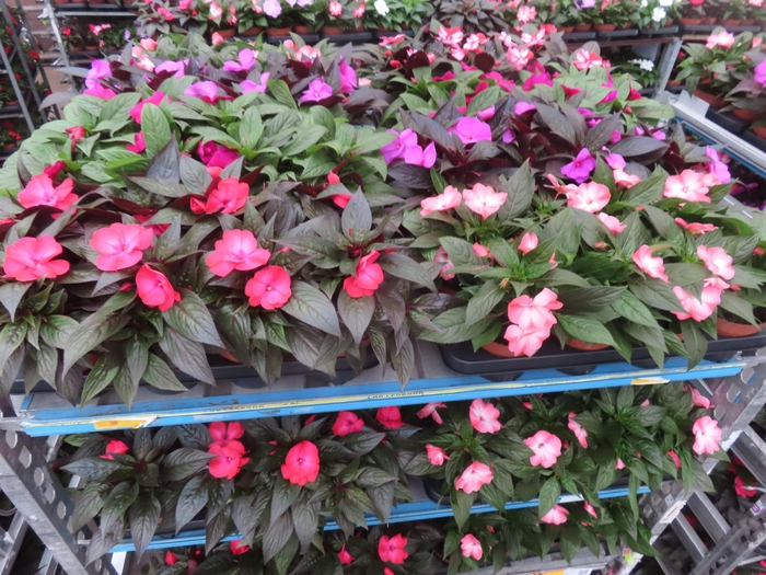 <h4>IMPAT NG MIXK 4 KL</h4>