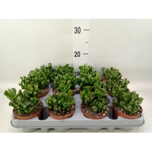 Crassula ovata 'Trompet'