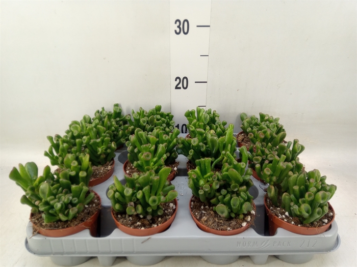 <h4>Crassula ovata 'Trompet'</h4>