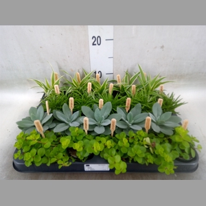 Planten  ..mix