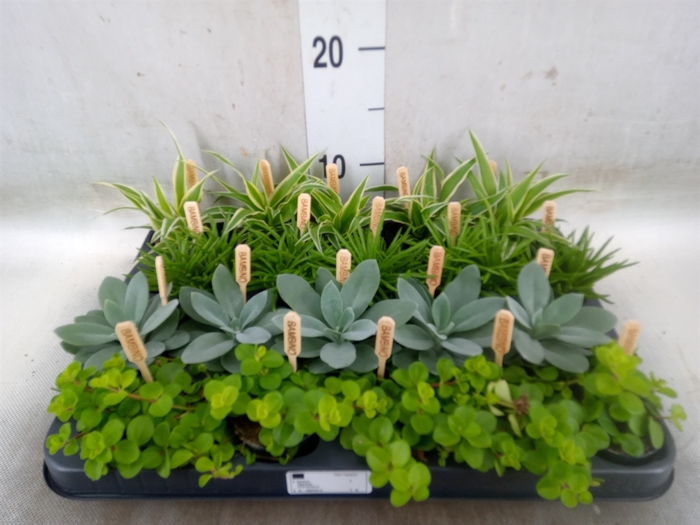 <h4>Planten  ..mix</h4>