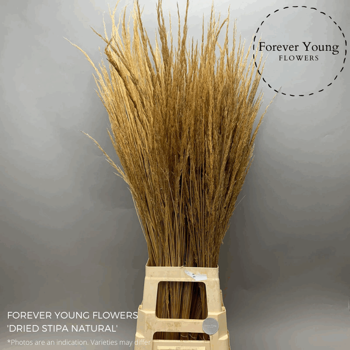 Dried Stipa Feather Natural