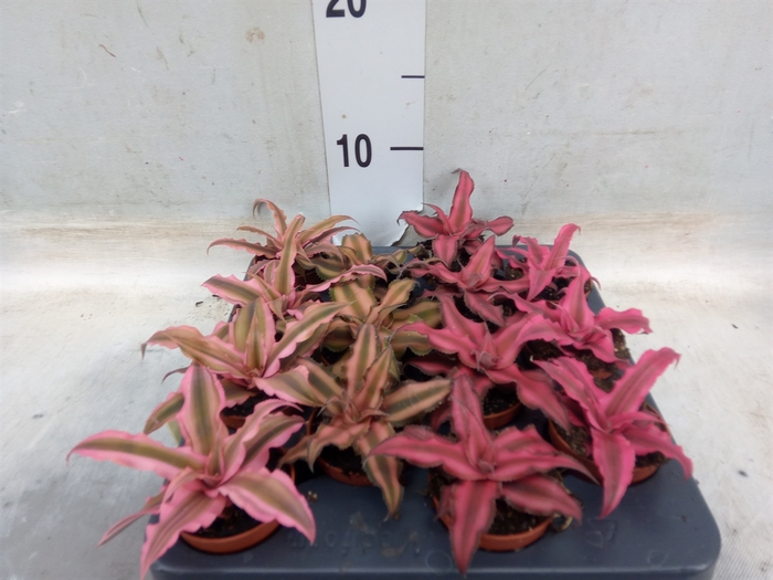 <h4>Cryptanthus   ...mix</h4>