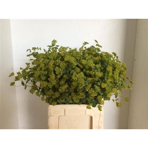 Bupleurum Rotundifolium