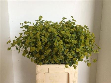 <h4>Bupleurum Rotundifolium</h4>