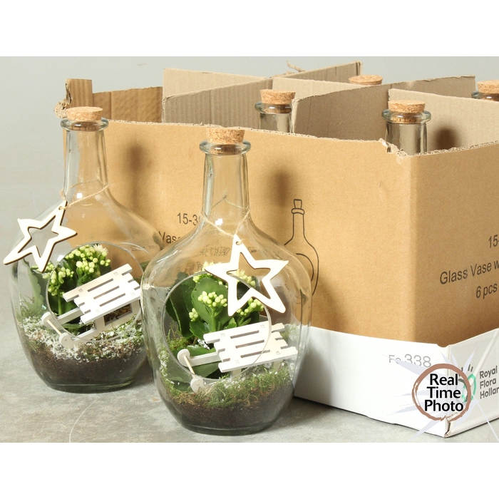 <h4>Kalanchoe Plant Arr 15Ø 27cm</h4>