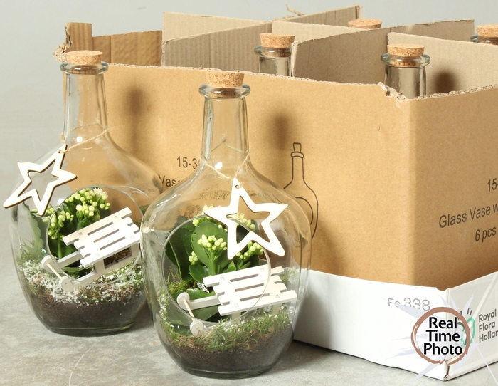 Kalanchoe Plant Arr 15Ø 27cm