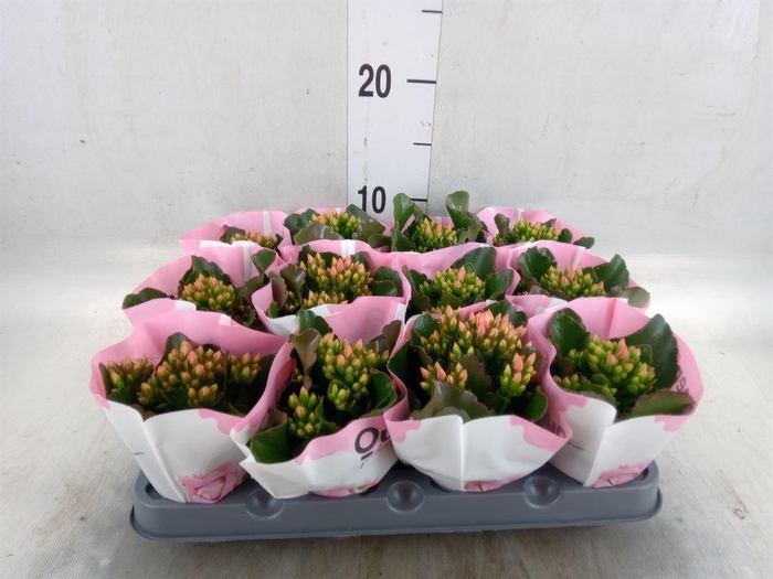 <h4>Kalanchoe  'MoreFlow Lillian'</h4>