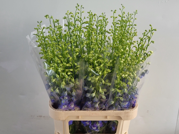 <h4>DELPH DU AURORA BLUE</h4>