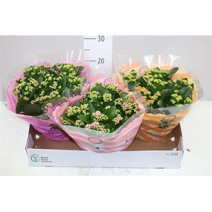 Kalanchoe Calandiva Mix