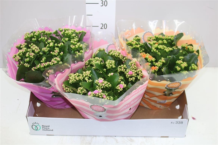 <h4>Kalanchoe Calandiva Mix</h4>