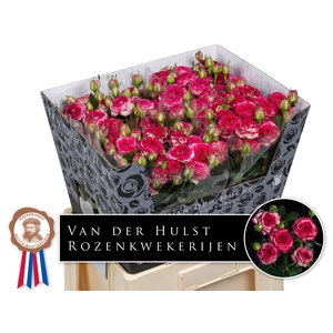 R Tr Ov JT Trendsetter Hulst