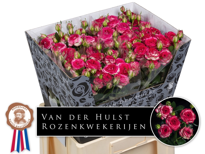 <h4>R Tr Ov JT Trendsetter Hulst</h4>