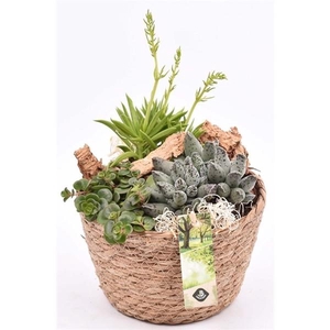 Arrangementen succulenten 6%