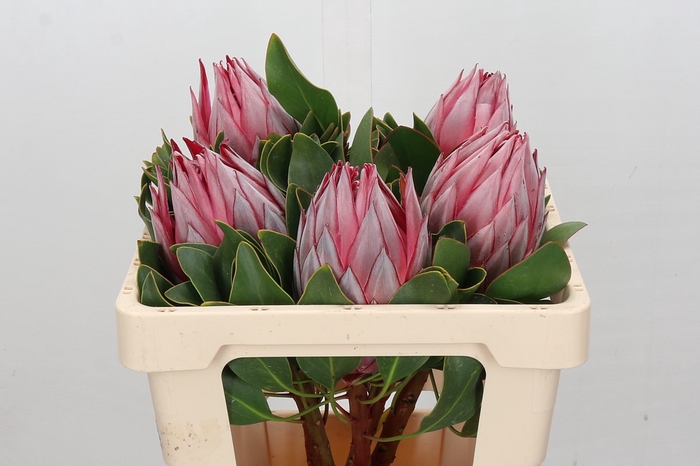 <h4>Protea Cynaroides Stellar</h4>