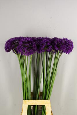 <h4>Allium Purple Sensation</h4>