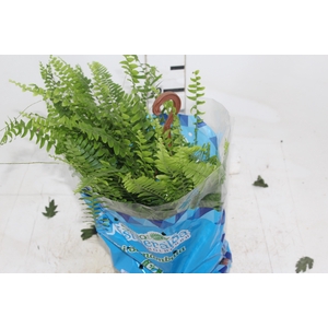 SAMAMBAIA AMERICANA MINI C18