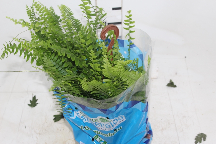 <h4>SAMAMBAIA AMERICANA MINI C18</h4>