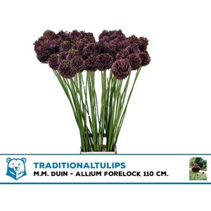 Allium forelock