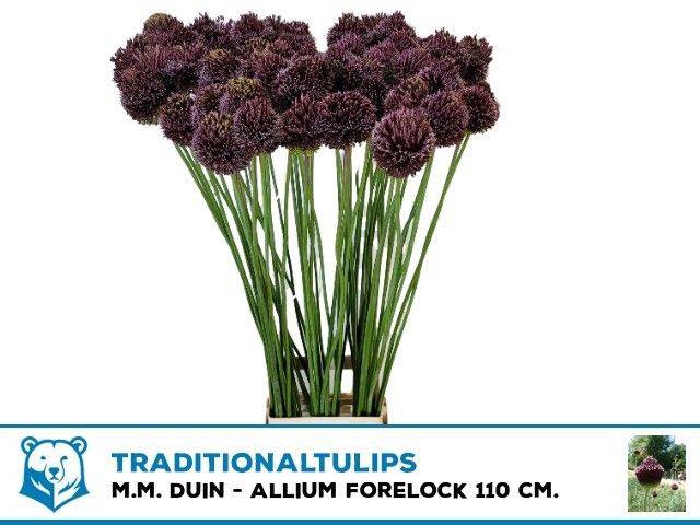 <h4>Allium forelock</h4>